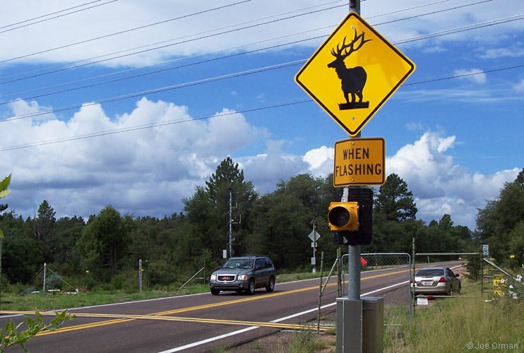 [bizarre_crossing8.jpg]