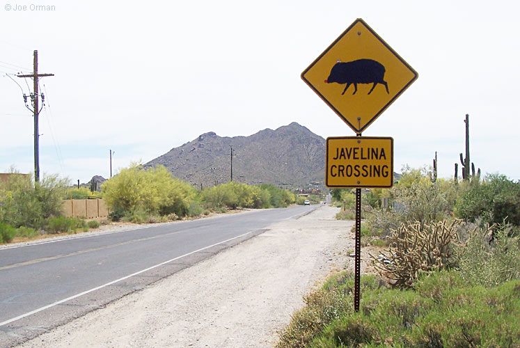 [bizarre_crossing9.jpg]