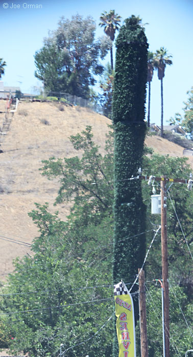 [bizarre_cypress2.jpg]