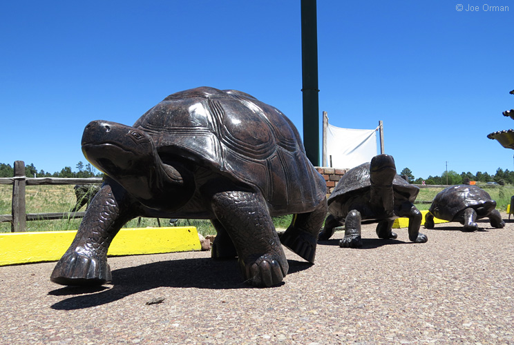 [bizarre_gianttortoises10.jpg]