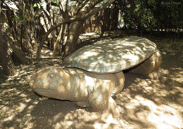 [bizarre_gianttortoises12.jpg]