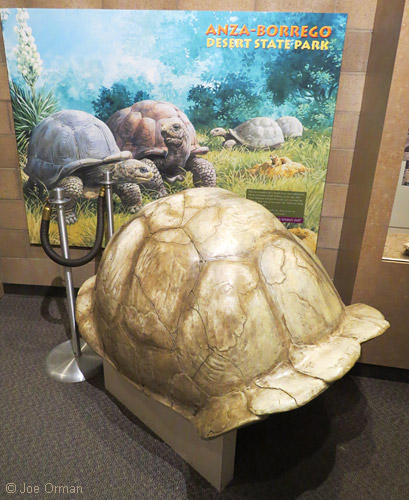 [bizarre_gianttortoises14.jpg]