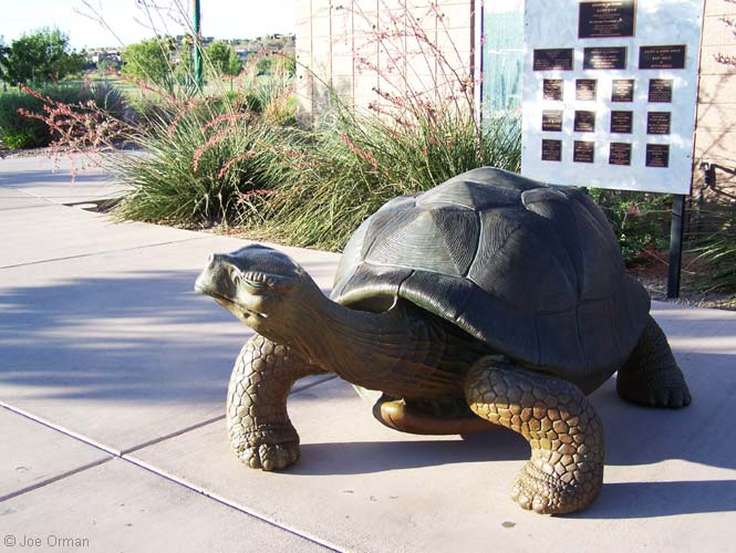 [bizarre_gianttortoises2.jpg]