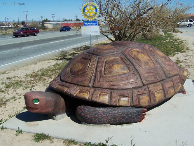 [bizarre_murtle1.jpg]