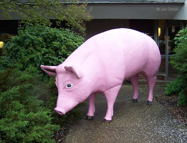 [bizarre_pigs6.jpg]
