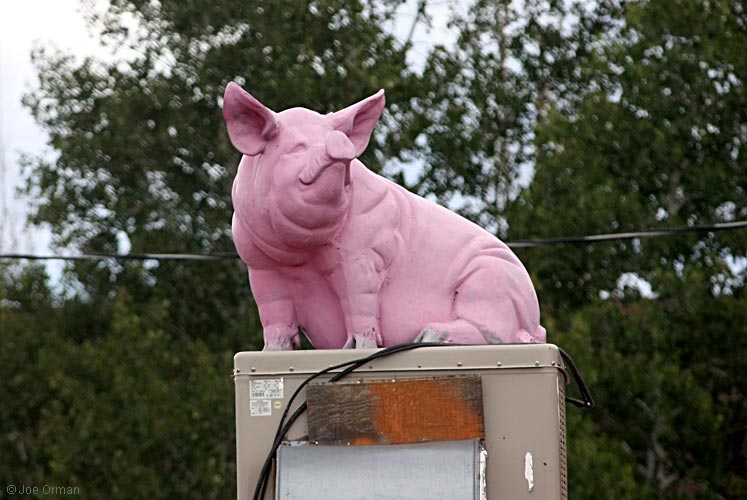 [bizarre_pinkpigs1.jpg]