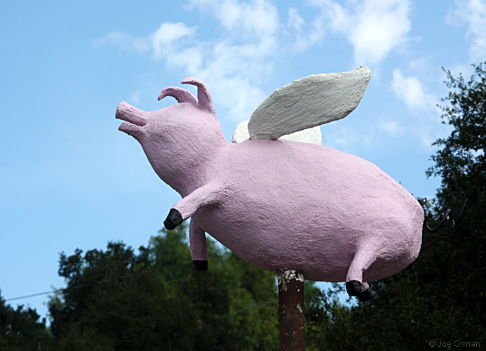 [bizarre_pinkpigs2.jpg]