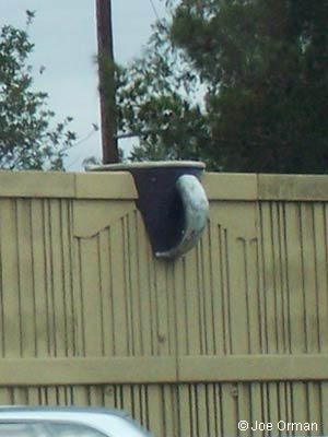 [bizarre_pots21.jpg]