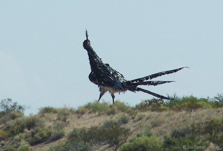 [bizarre_roadrunner.jpg]