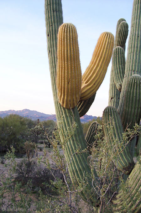 [bizarre_saguaros10.jpg]