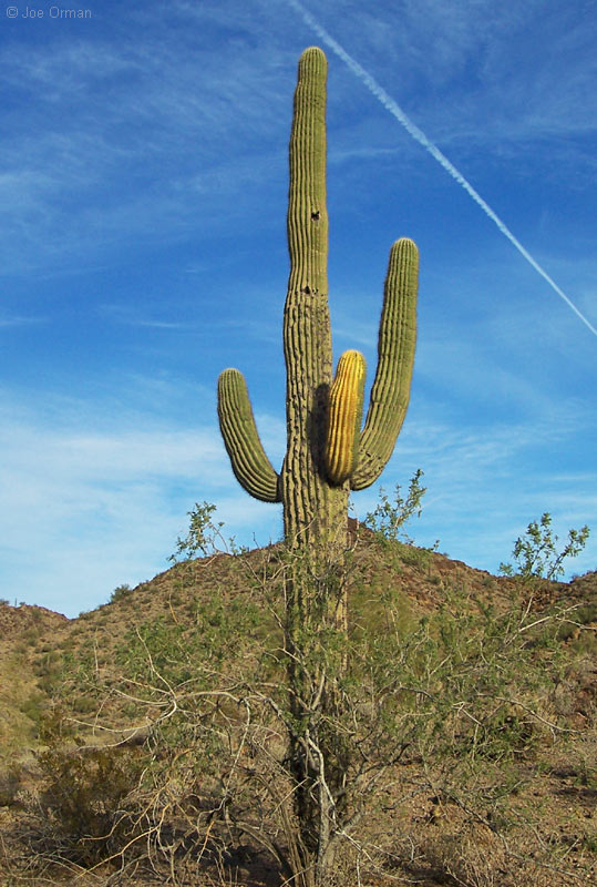 [bizarre_saguaros100_6895.jpg]