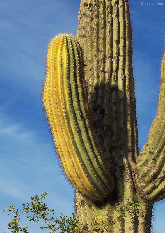[bizarre_saguaros100_6897.jpg]