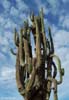 bizarre_saguaros2_s.jpg