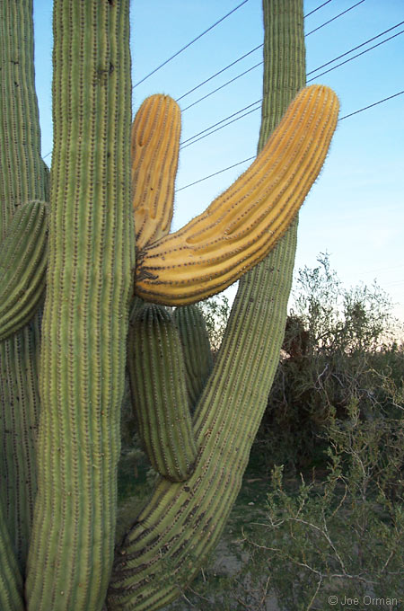 [bizarre_saguaros9.jpg]
