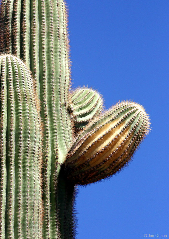 [bizarre_saguarosIMG_101_0822.jpg]