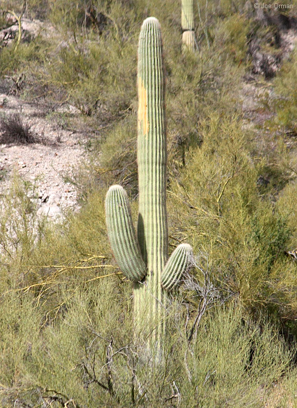 [bizarre_saguarosIMG_101_1264.jpg]