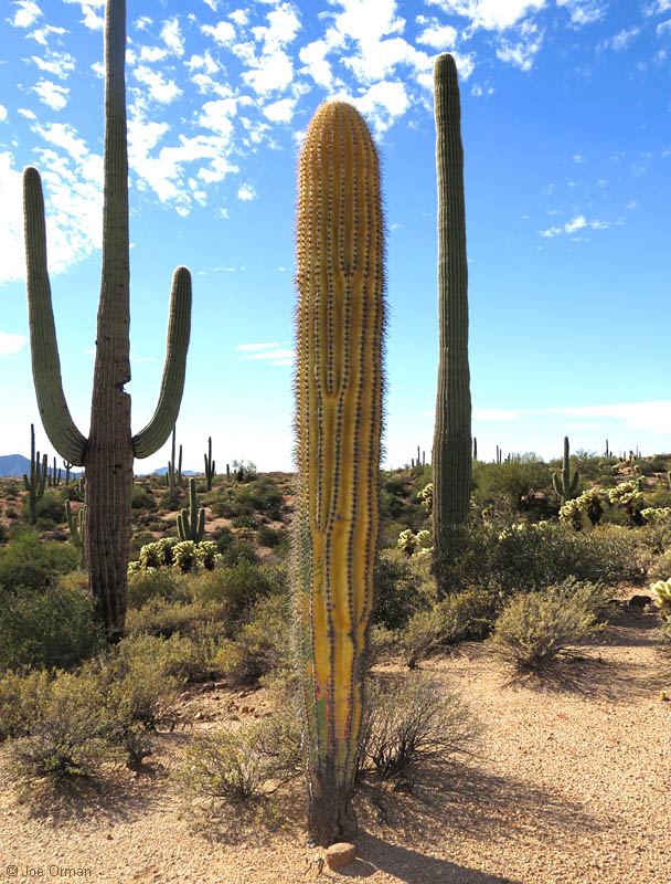 [bizarre_saguarosSX50_IMG_0571.jpg]