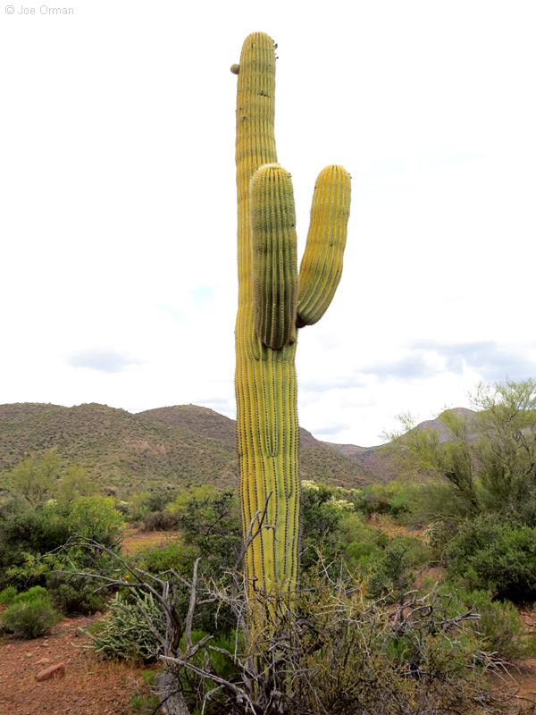 [bizarre_saguarosSX50_IMG_1608.jpg]