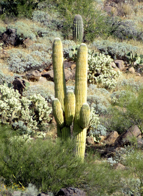 [bizarre_saguarosSX50_IMG_2966.jpg]