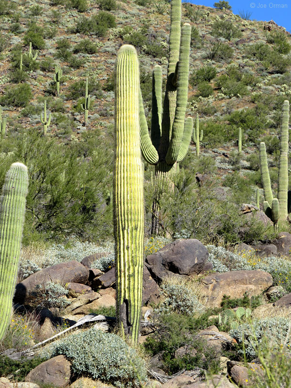 [bizarre_saguarosSX50_IMG_2968.jpg]