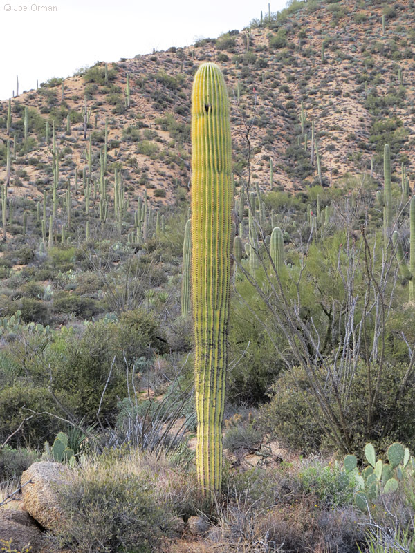 [bizarre_saguarosSX50_IMG_3806.jpg]