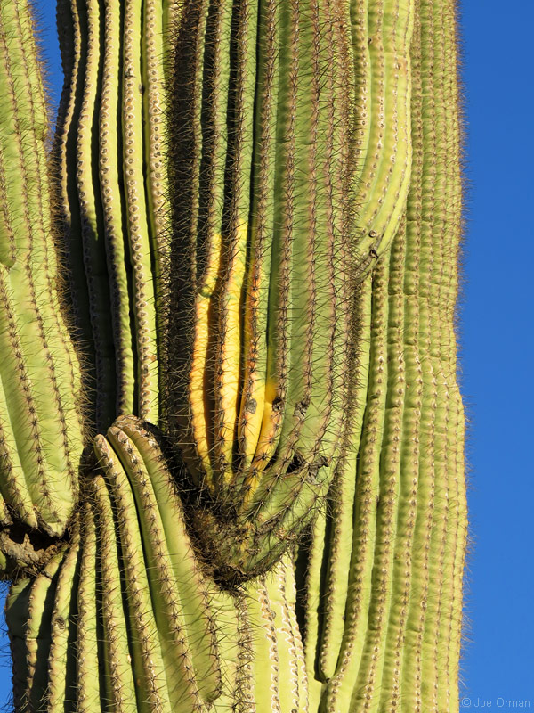 [bizarre_saguarosSX50_IMG_3829.jpg]