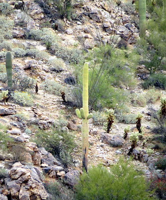 [bizarre_saguarosSX50_IMG_3906.jpg]