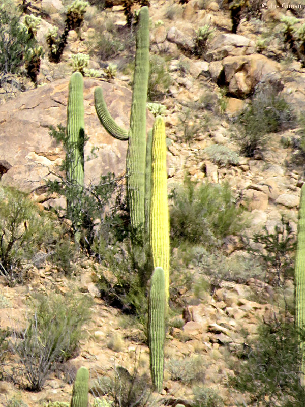 [bizarre_saguarosSX50_IMG_4106.jpg]