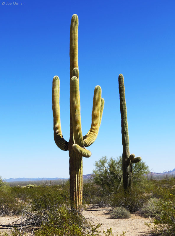 [bizarre_saguarosSX50_IMG_4318.jpg]