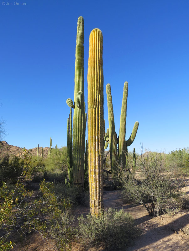 [bizarre_saguarosSX50_IMG_4377.jpg]