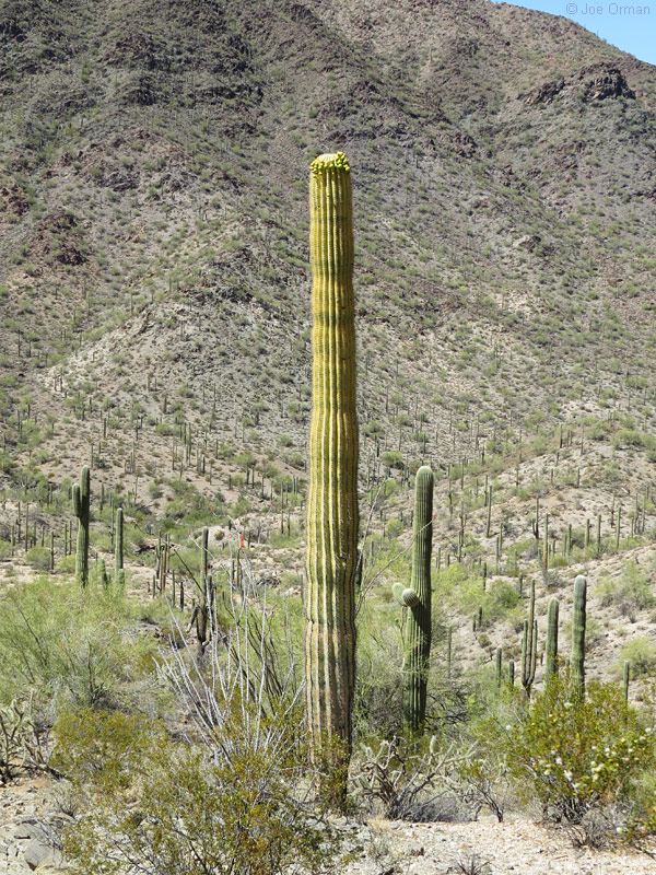 [bizarre_saguarosSX50_IMG_4737.jpg]