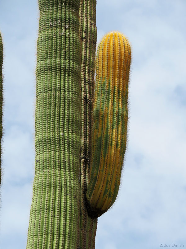 [bizarre_saguarosSX50_IMG_7949.jpg]