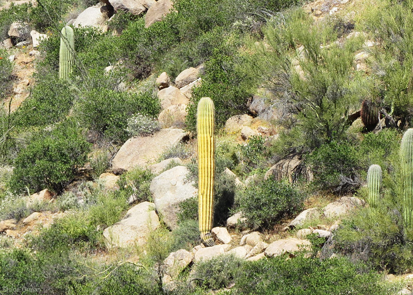 [bizarre_saguarosSX50_IMG_8042.jpg]