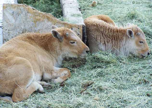 [bizarre_whitebuffalo3.jpg]