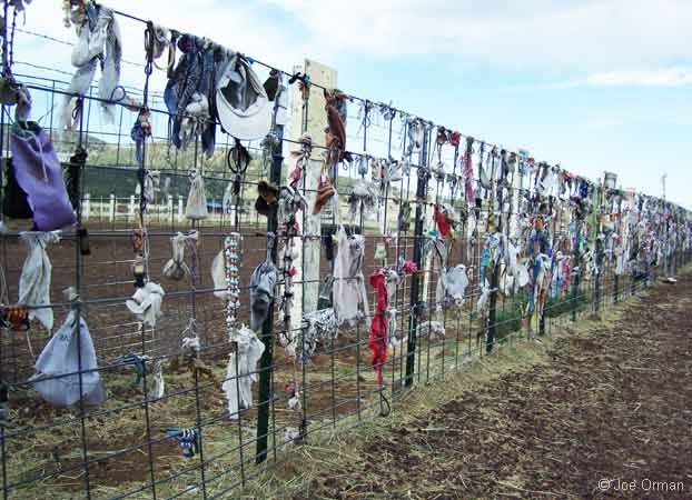 [bizarre_whitebuffalo4.jpg]