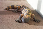 bizarre_wickenburg100_4938_s.jpg