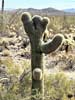 bizarre_cristateiPhone15_IMG_10044_s.jpg
