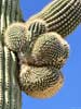 bizarre_cristateiPhone15_IMG_15224_s.jpg