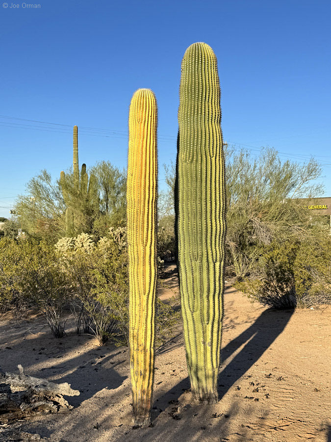 [bizarre_cristateiPhone15_IMG_17834.jpg]