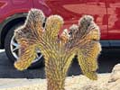 bizarre_cristateiPhone15_IMG_24992_s.jpg