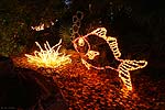 zoolights_2288_s.jpg