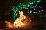zoolights_2296_s.jpg