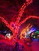 zoolights_2302_s.jpg