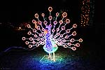 zoolights_2305_s.jpg