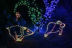 zoolights_2306_s.jpg