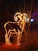 zoolights_2314_s.jpg