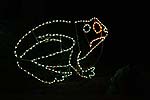 zoolights_2316_s.jpg