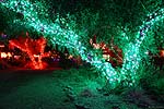zoolights_2317_s.jpg