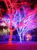 zoolights_2318_s.jpg