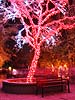 zoolights_2341_s.jpg